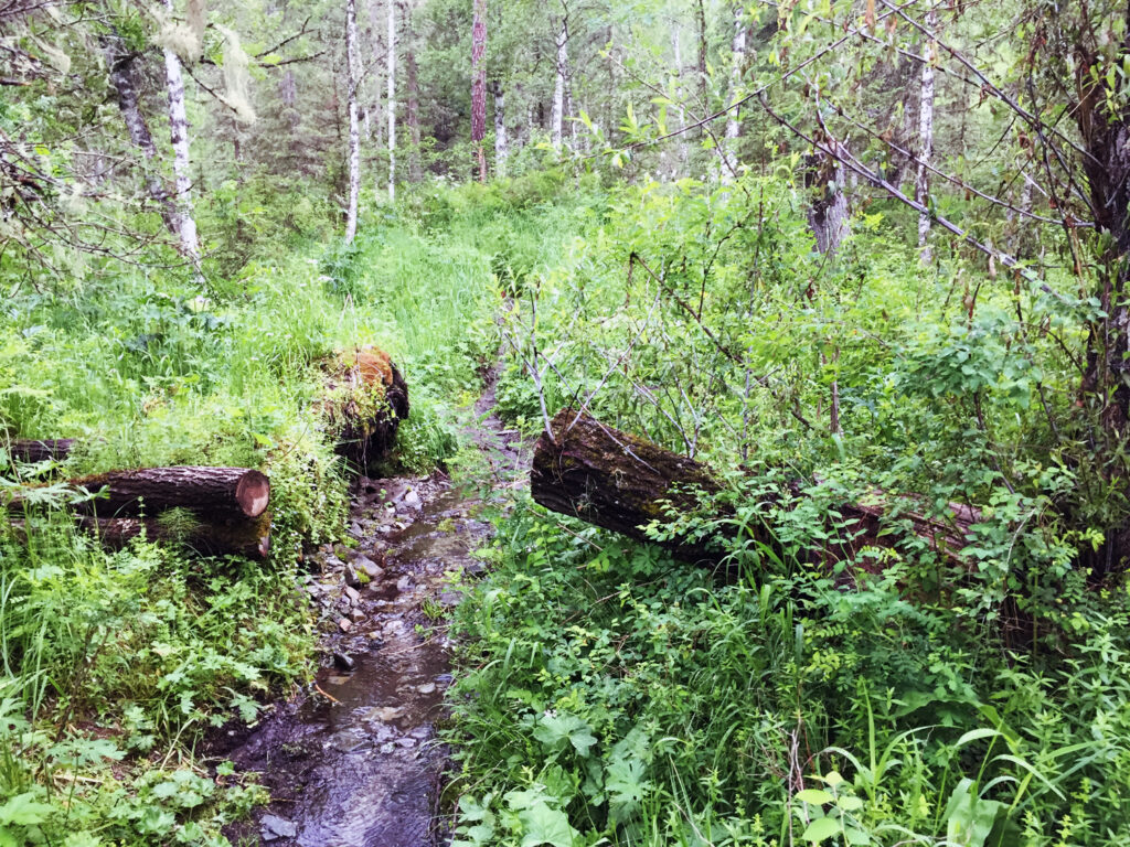 Cascadas De Shinok En Las Montanas De Altai En Siberia 5