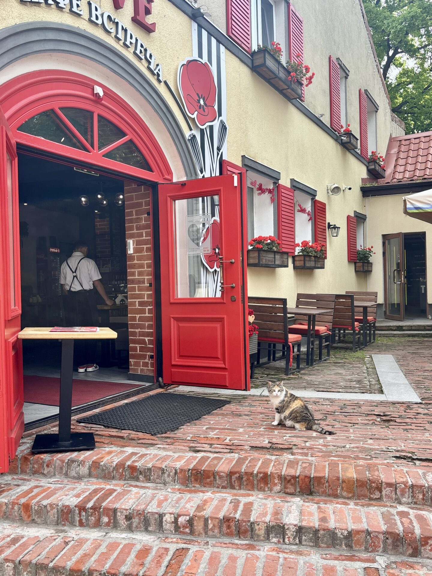 Zelenograds Kaliningrado Rusia Gatos